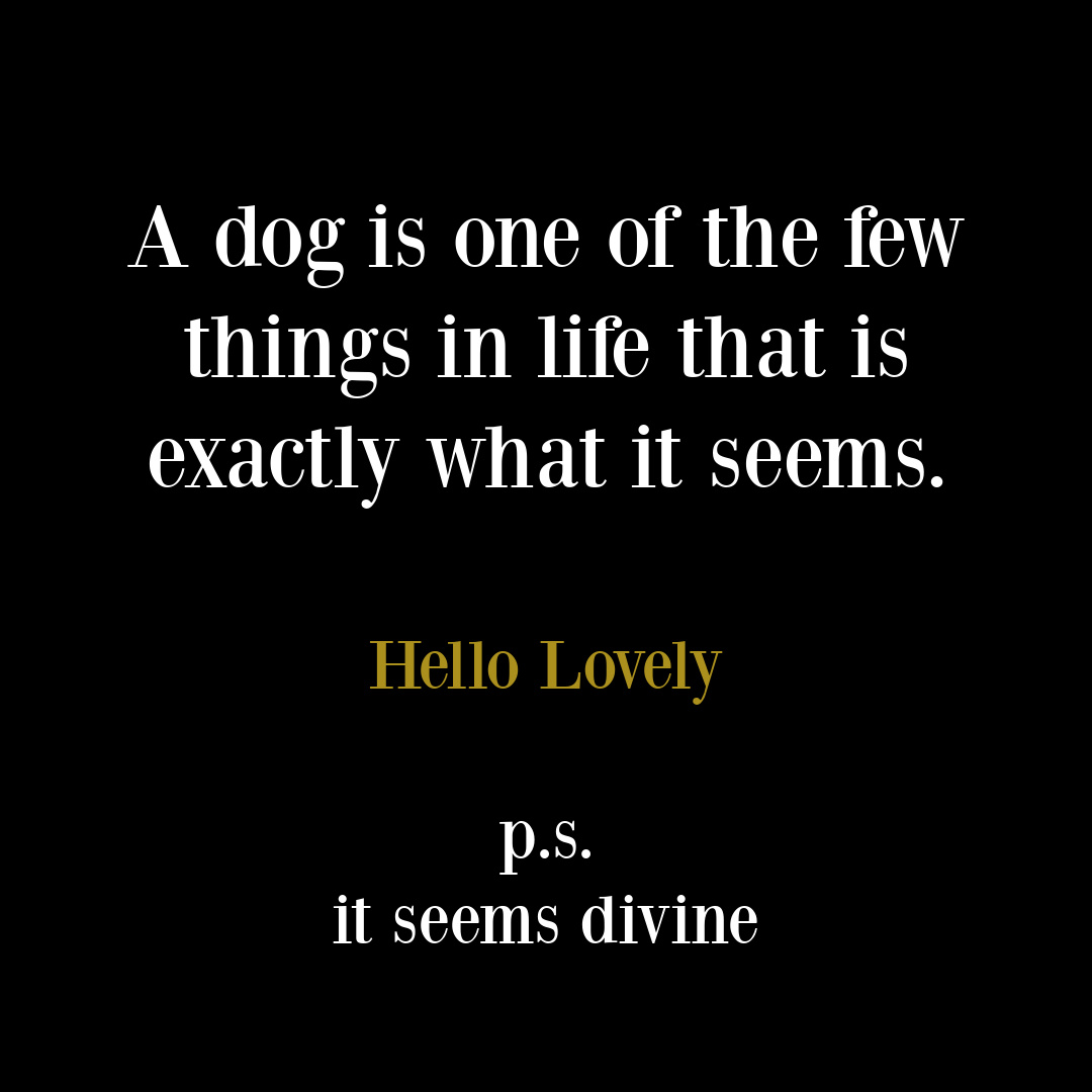 Dog quote on Hello Lovely Studio. #dogquotes #petquotes