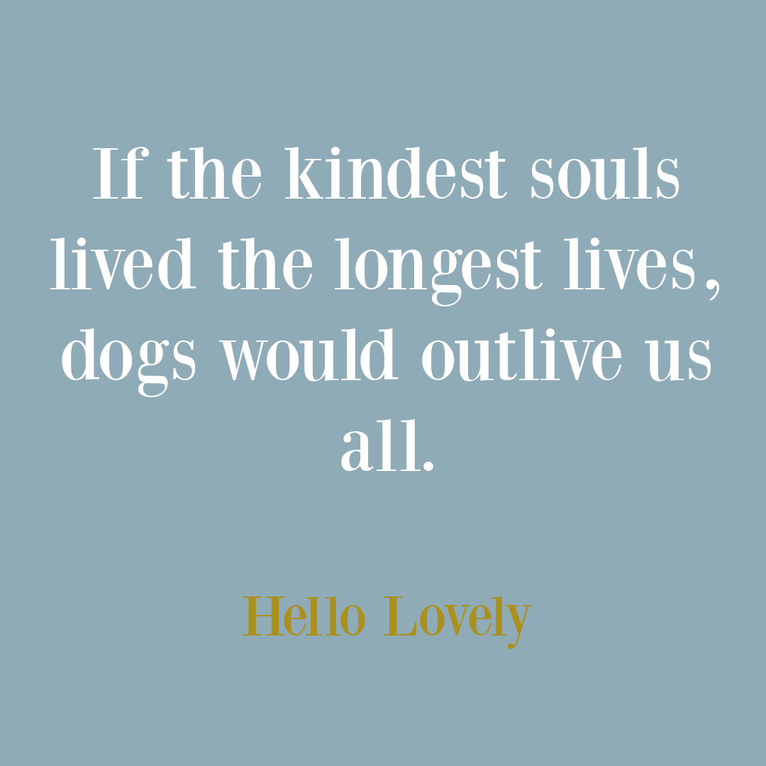 Dog quote on Hello Lovely Studio. #dogquotes #petquotes