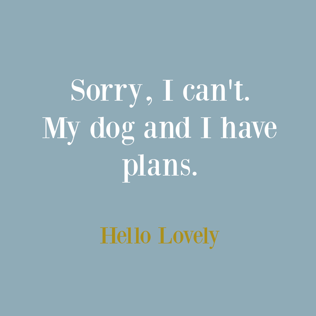 Dog quote on Hello Lovely Studio. #dogquotes #petquotes