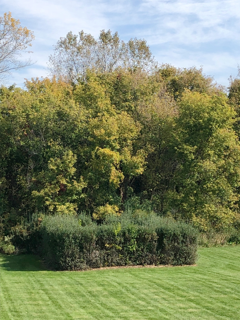 A hedge surrounds a courtyard in our backyard - Hello Lovely Studio.