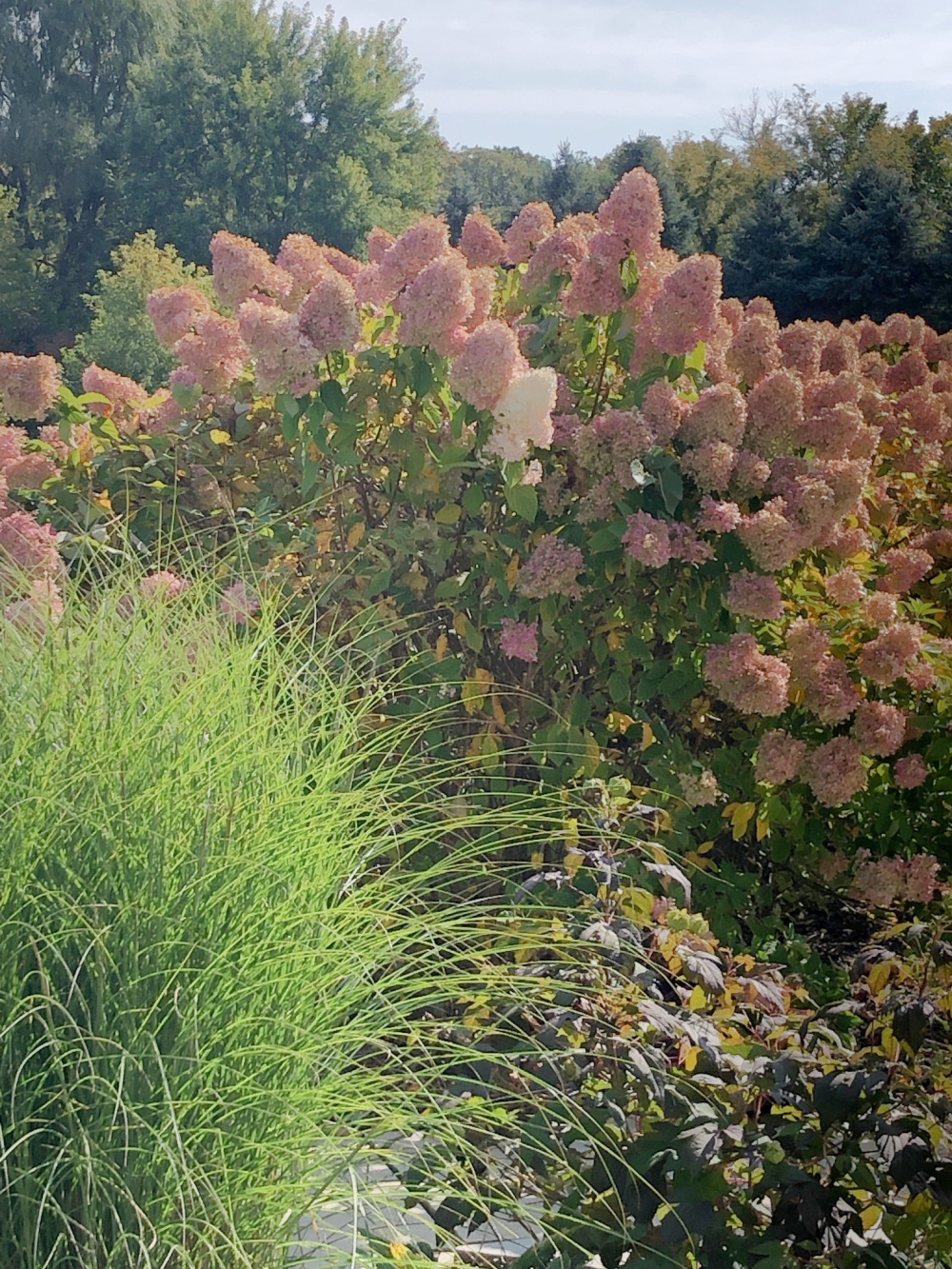 Pink hydrangea hedge in October at home - Hello Lovely Studio.