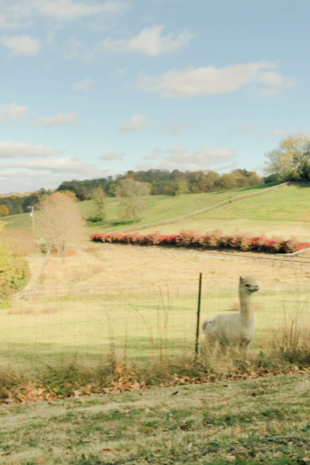 An alpaca in beautiful Franklin, TN in autumn (High Meadow Alpacas). Photo: Hello Lovely Studio. #alpacalove