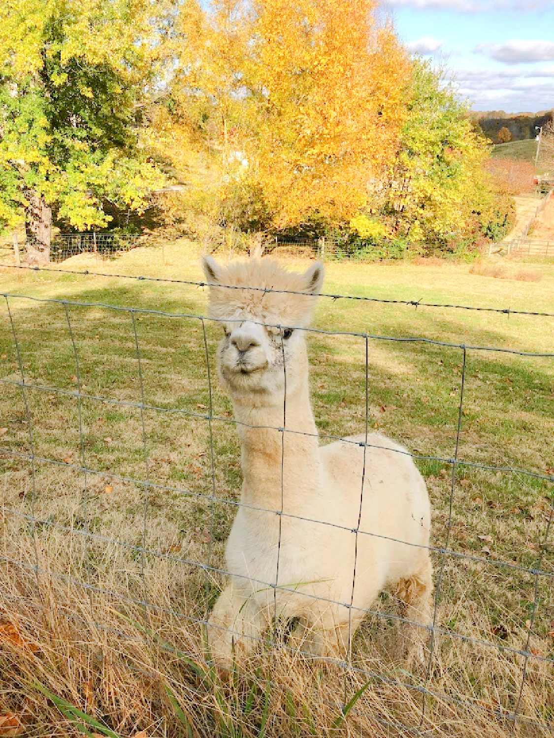 Alpacas in beautiful Franklin, TN in autumn (High Meadow Alpacas). Photo: Hello Lovely Studio. #alpacalove