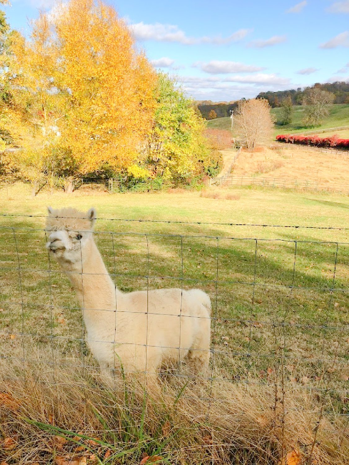 Alpacas in beautiful Franklin, TN in autumn (High Meadow Alpacas). Photo: Hello Lovely Studio. #alpacalove