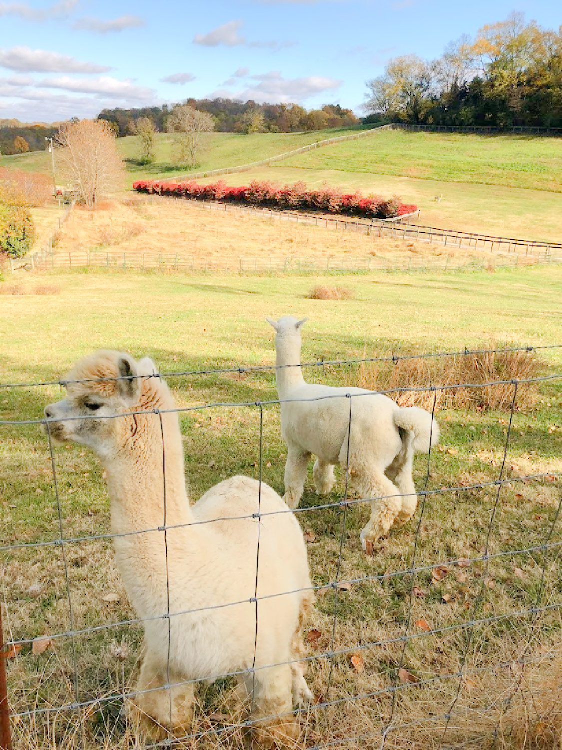 Alpacas in beautiful Franklin, TN in autumn (High Meadow Alpacas). Photo: Hello Lovely Studio. #alpacalove