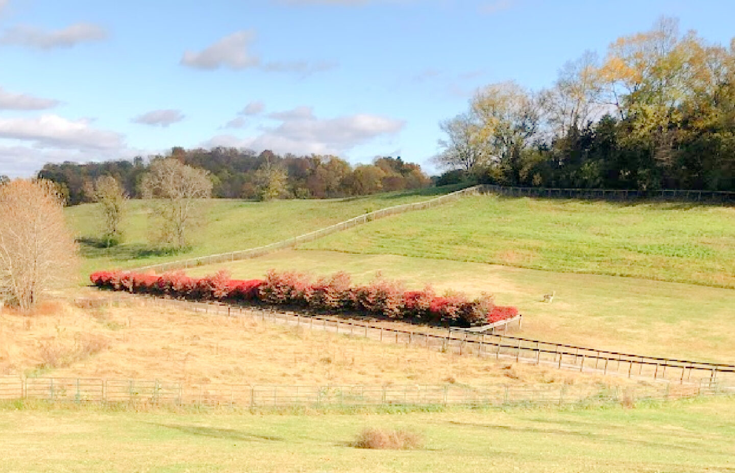 Beautiful fall scenery and rolling landscape in Williamson County, TN near High Meadow Alpacas.