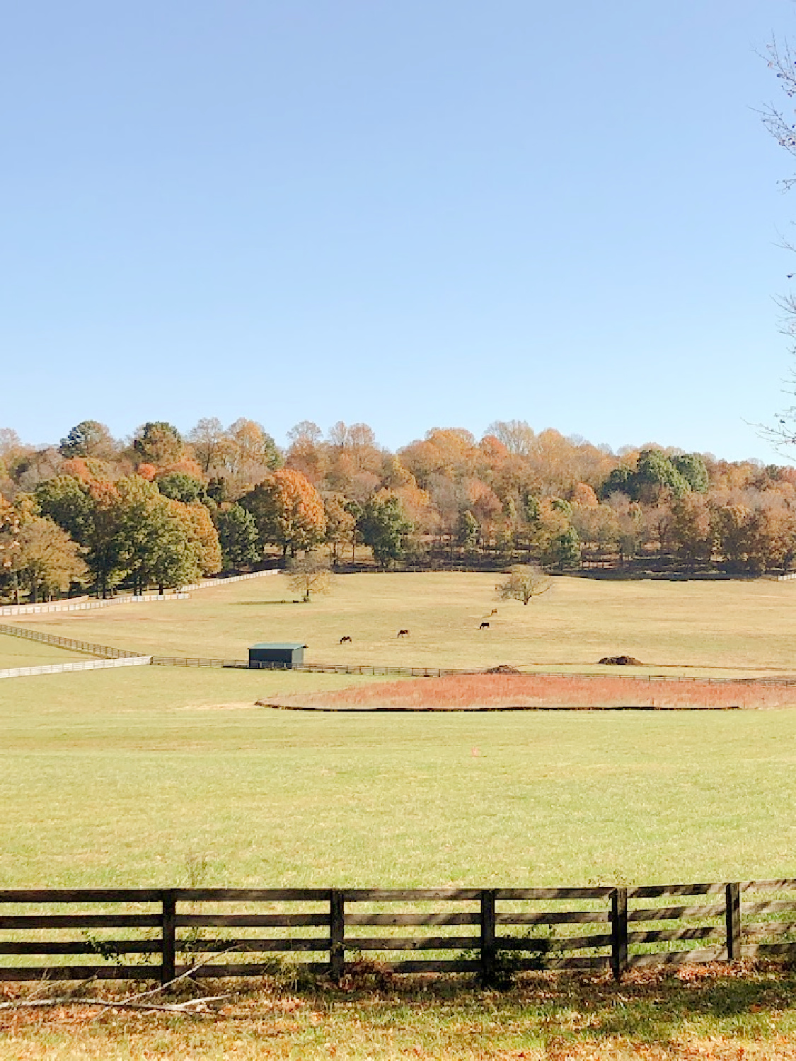 Beautiful fall scenery and rolling landscape in Williamson County, TN near High Meadow Alpacas.