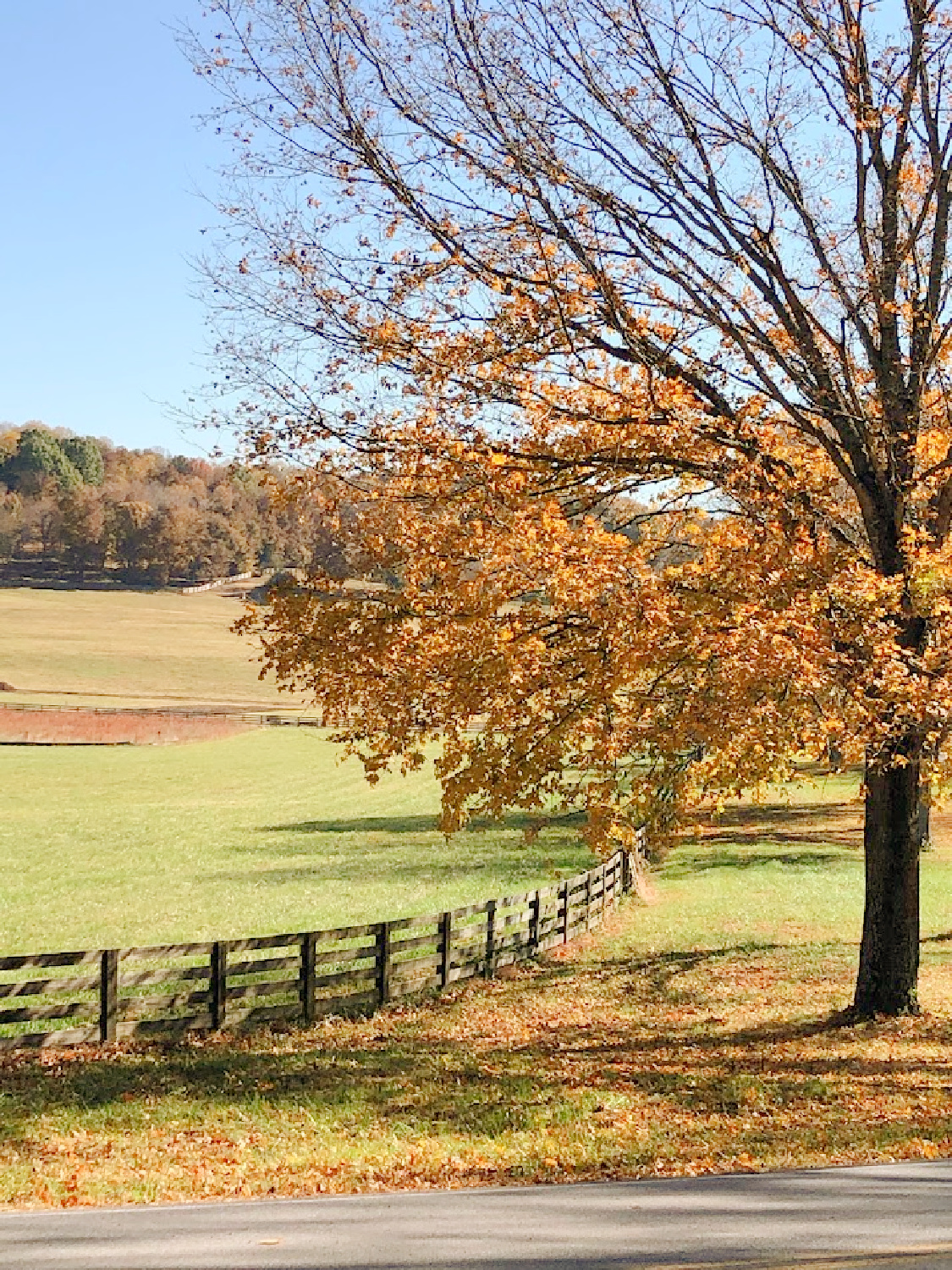 Beautiful fall scenery and rolling landscape in Williamson County, TN near High Meadow Alpacas.