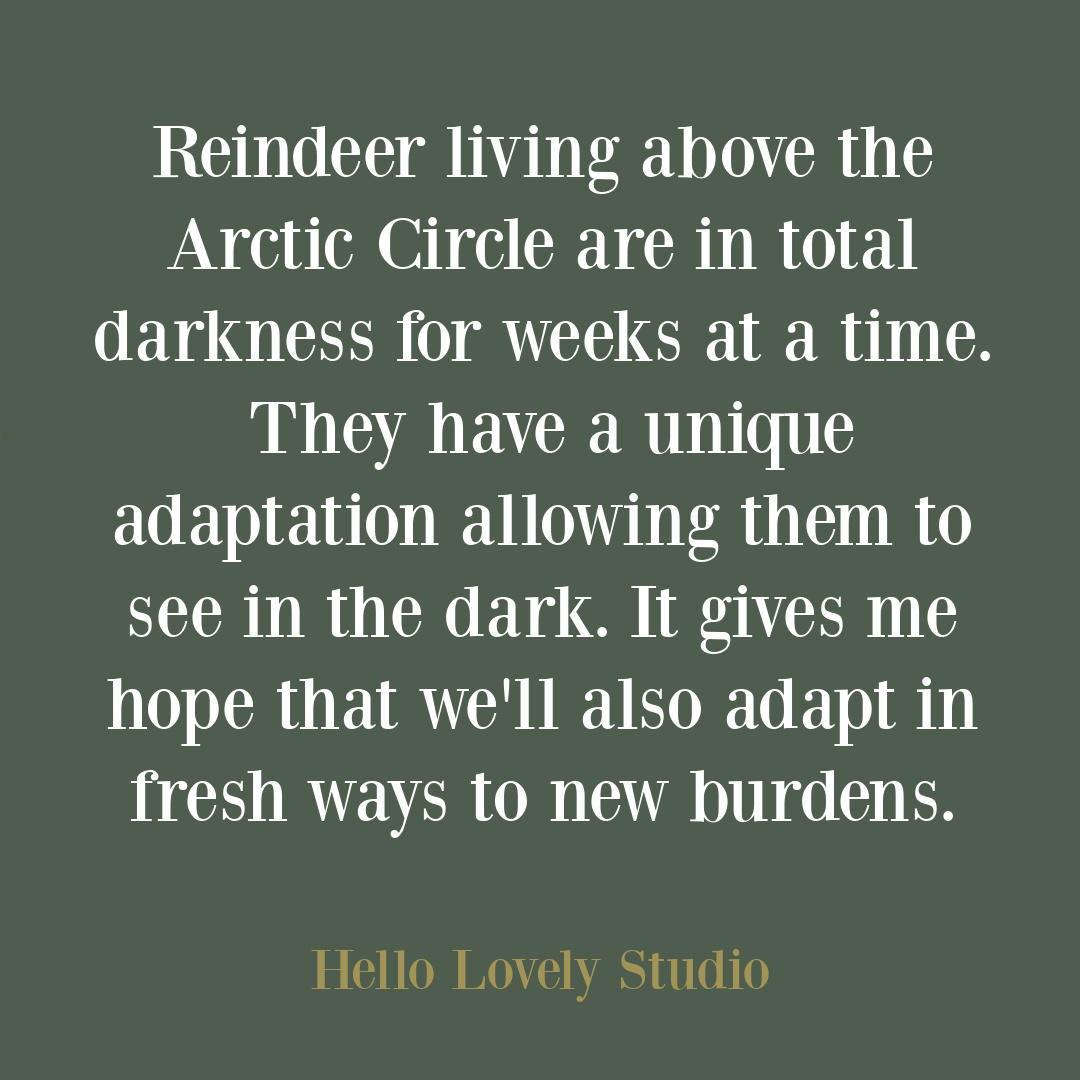 Christmas time quote about reindeer seeing in dark on Hello Lovely Studio. #winterquotes #reindeerquotes