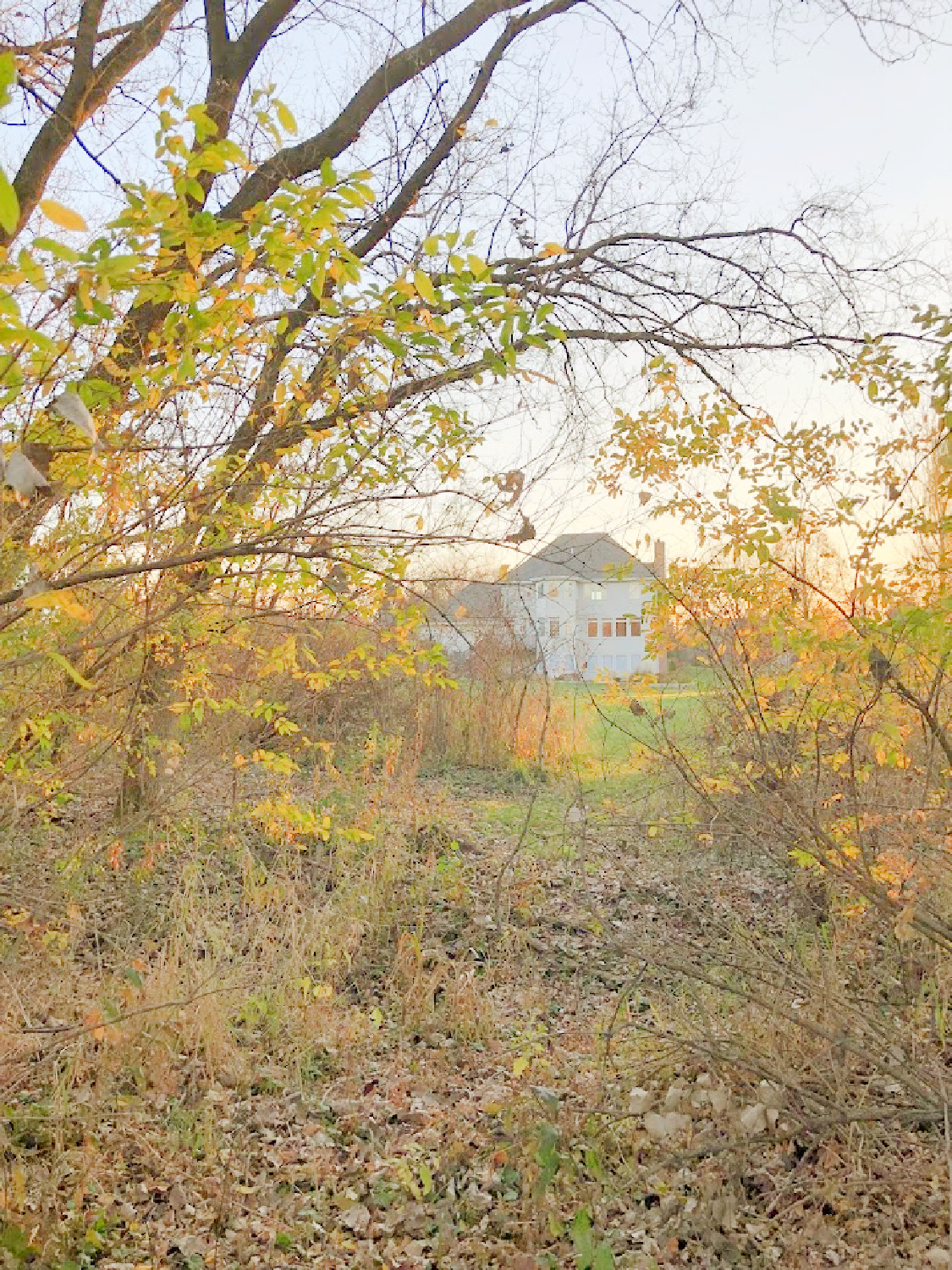 Yellow fall leaves on trees in our backyard - Hello Lovely Studio.