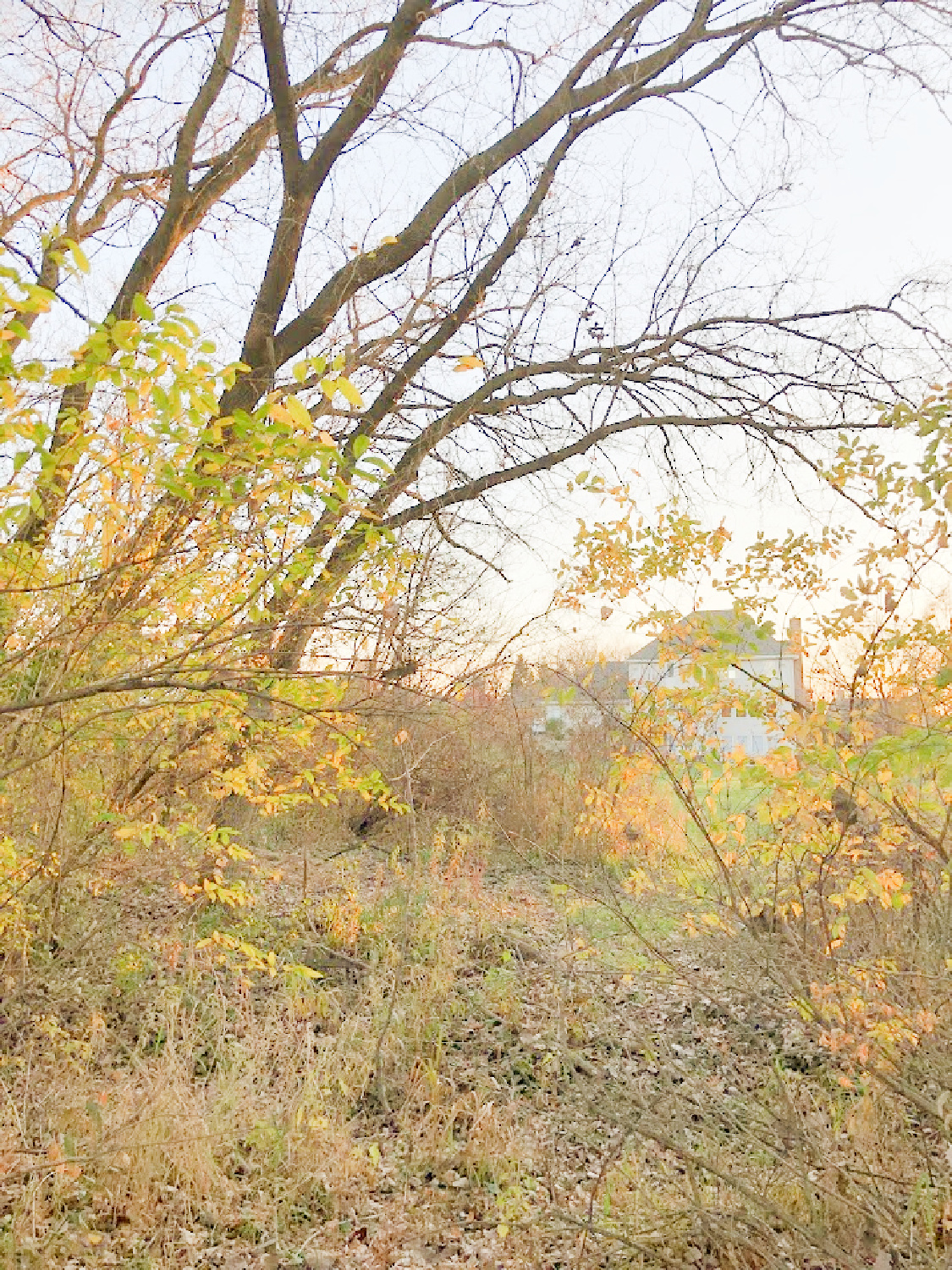 Fall trees and leaves in backyard - Hello Lovely Studio.