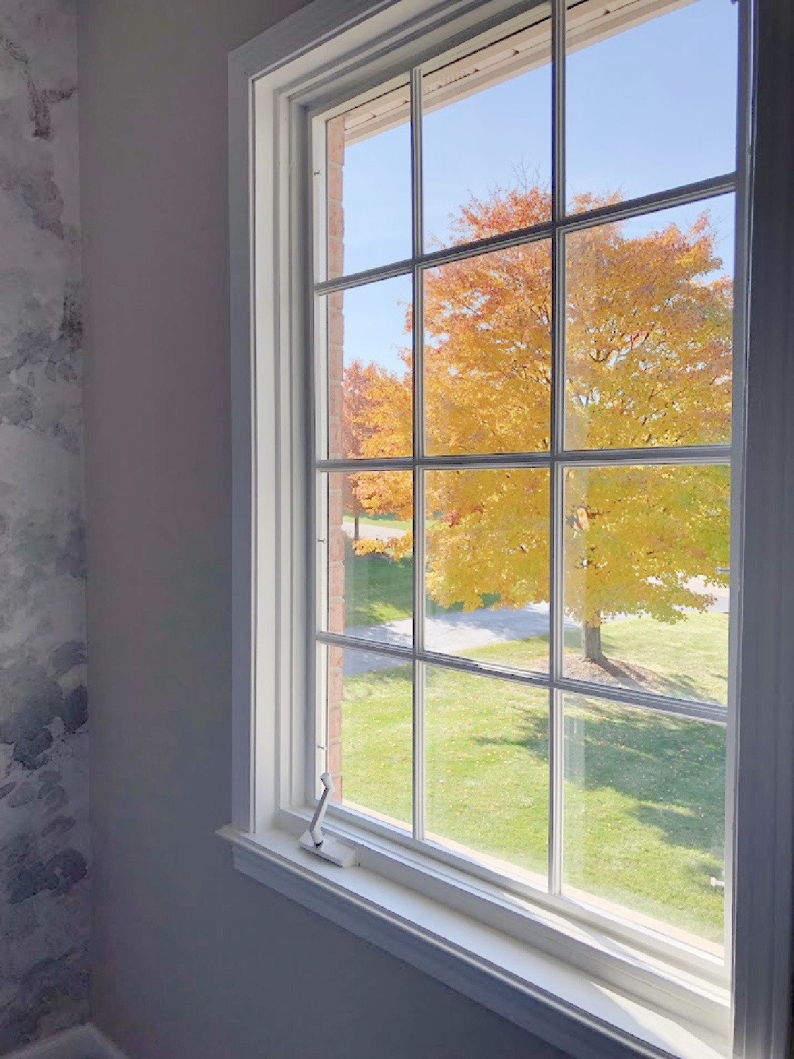 Gold maple tree in our front yard - Hello Lovely Studio.