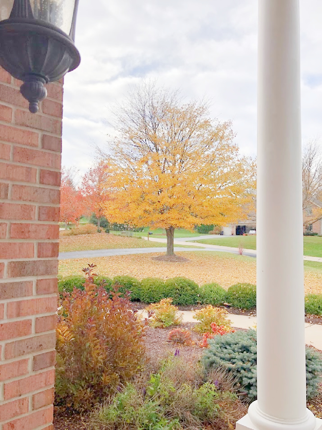 Our front yard with gold maple tree in fall - Hello Lovely Studio.