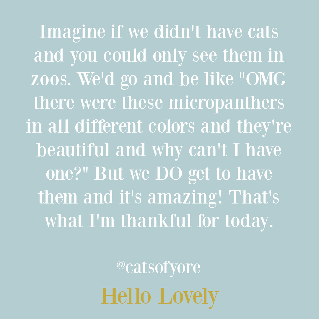 Poignant and tender tweet about the wonder and beauty of cats from @catsofyore on Hello Lovely Studio. #cattweets #catquotes #catlovers