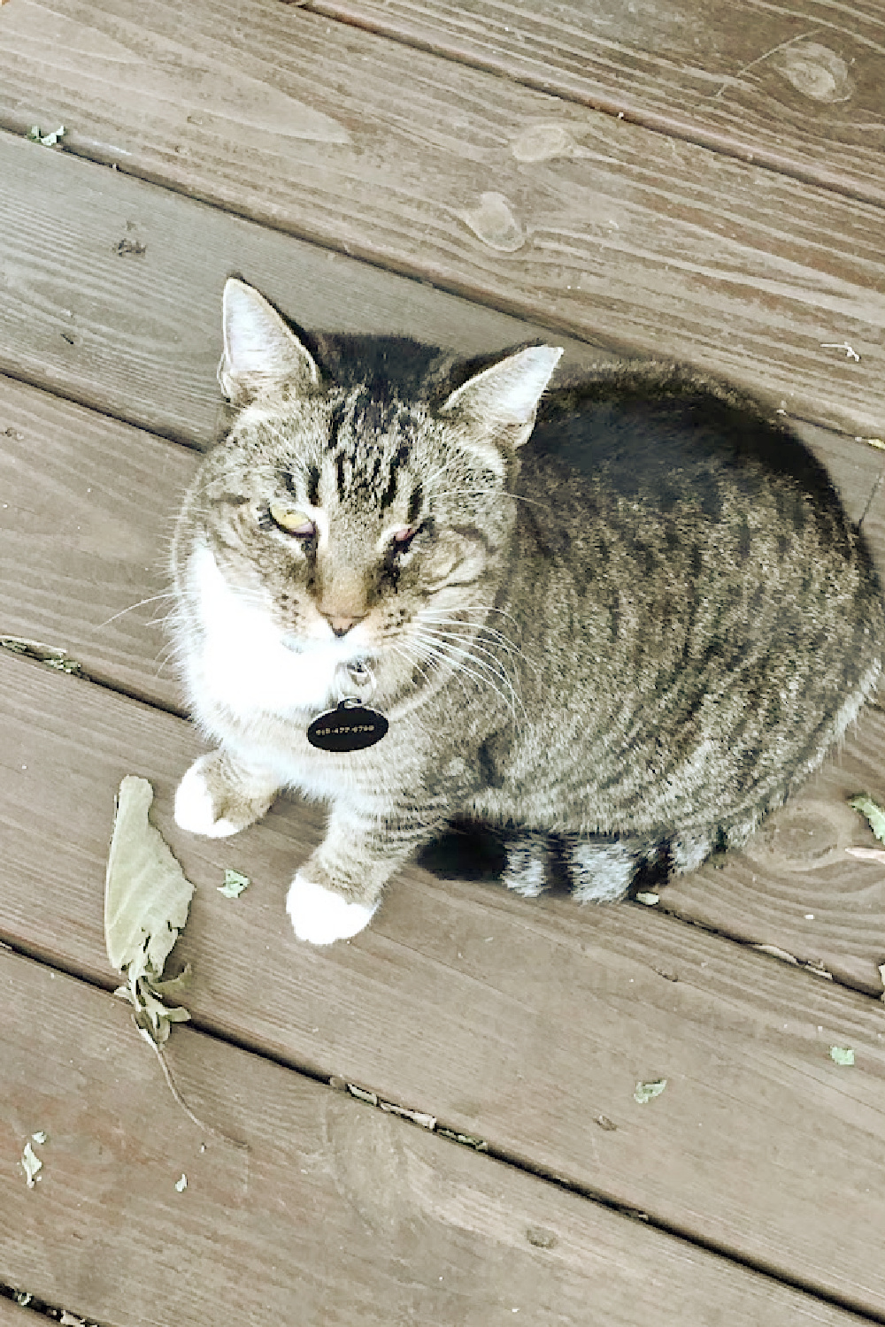 Barn cat with wounded eye at Creekside Trading in Leiper's Fork, TN - Hello Lovely Studio.