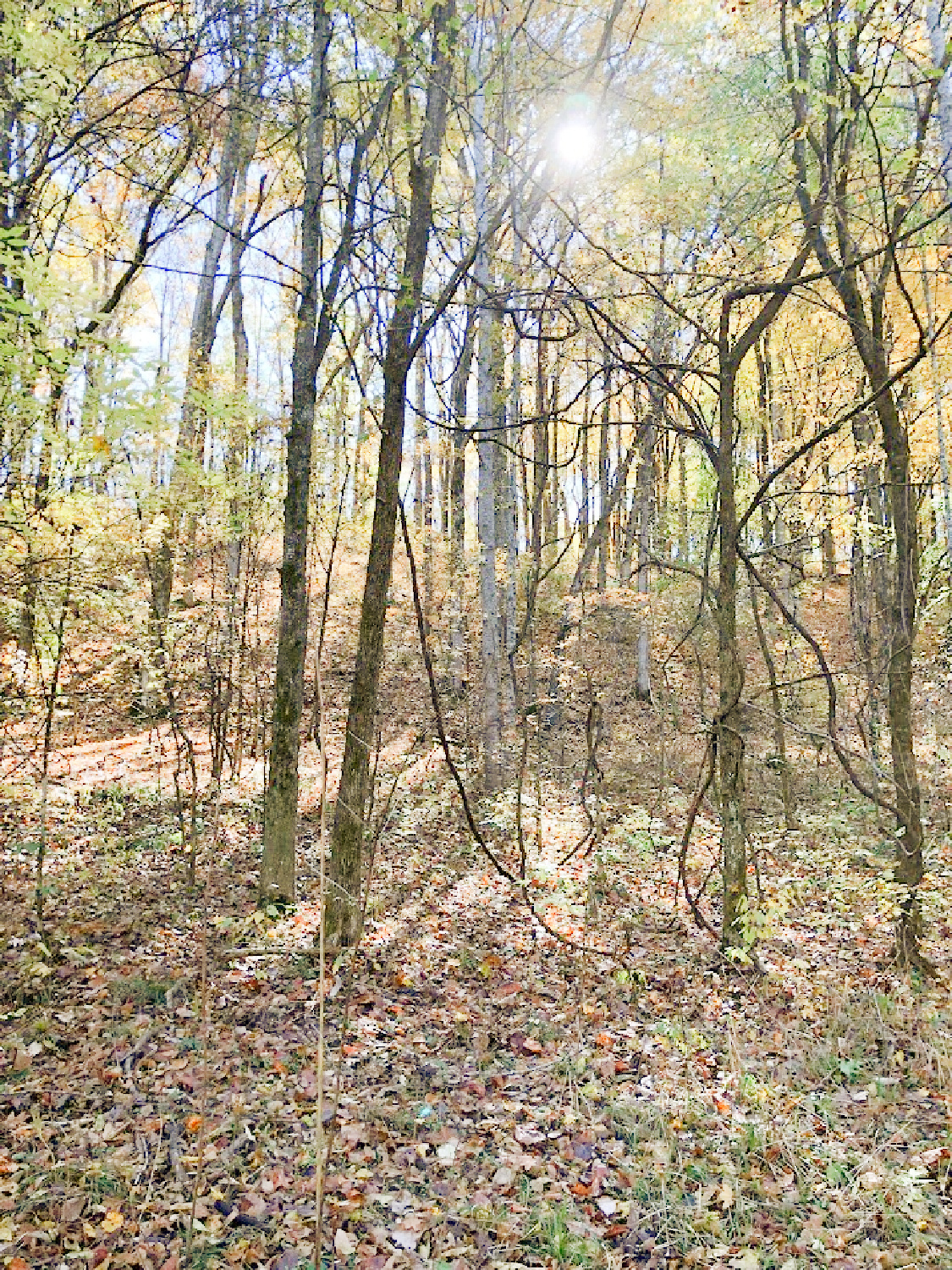 Natchez Trace National Scenic Trail in autumn - Hello Lovely Studio. #natcheztrace #williamsoncounty #autumnhike