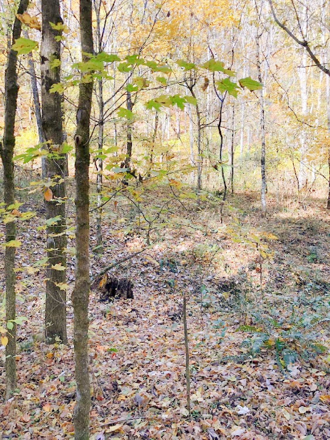 Natchez Trace National Scenic Trail in autumn - Hello Lovely Studio. #natcheztrace #williamsoncounty #autumnhike