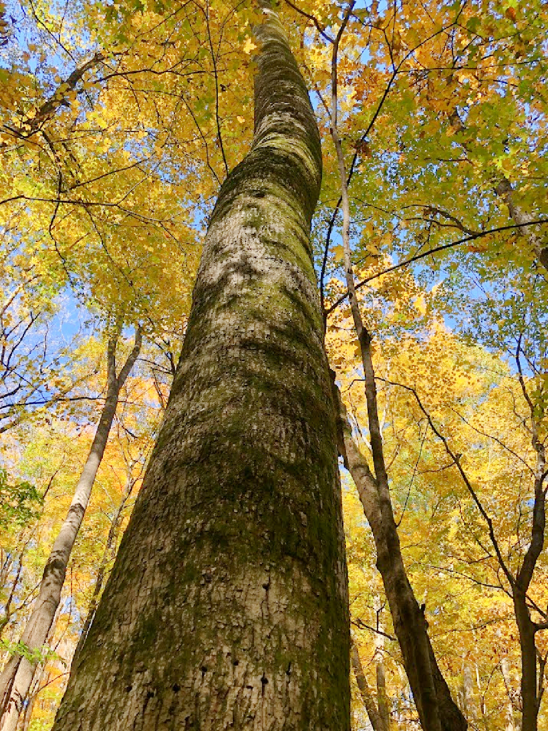 Natchez Trace National Scenic Trail in autumn - Hello Lovely Studio. #natcheztrace #williamsoncounty #autumnhike