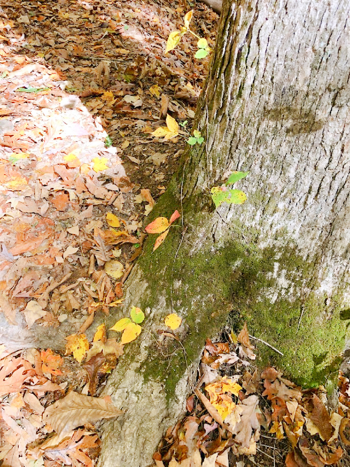 Natchez Trace National Scenic Trail in autumn - Hello Lovely Studio. #natcheztrace #williamsoncounty #autumnhike