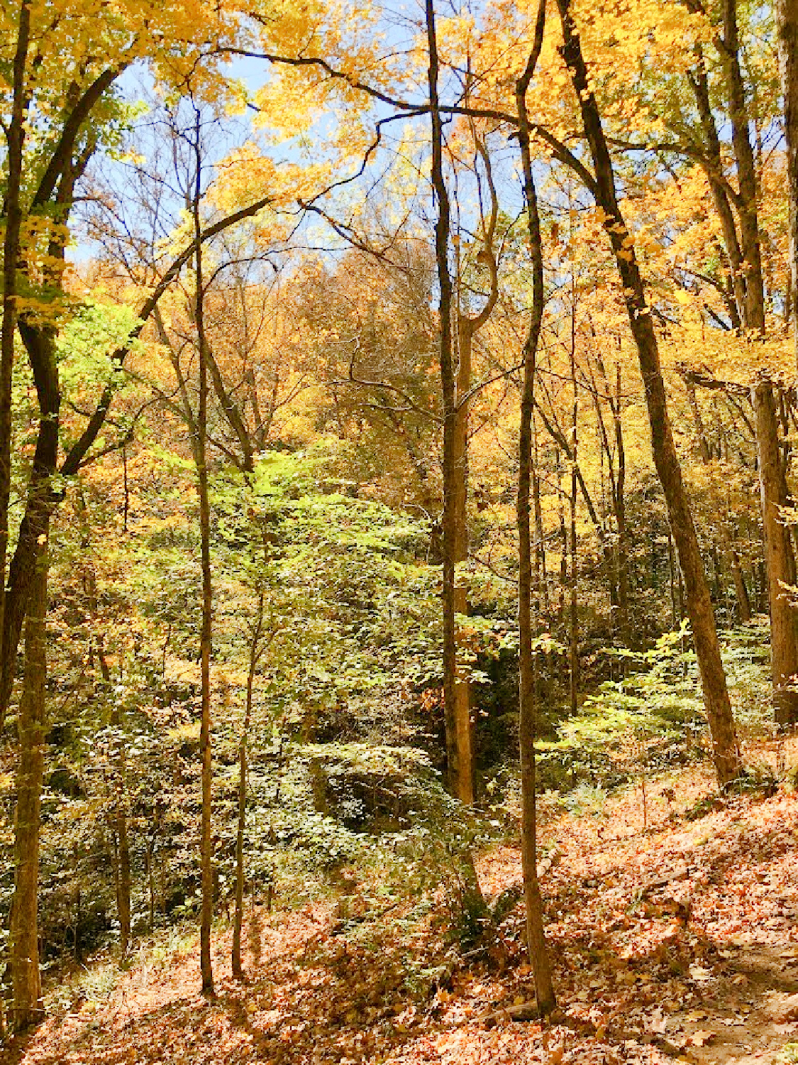 Natchez Trace National Scenic Trail in autumn - Hello Lovely Studio. #natcheztrace #williamsoncounty #autumnhike