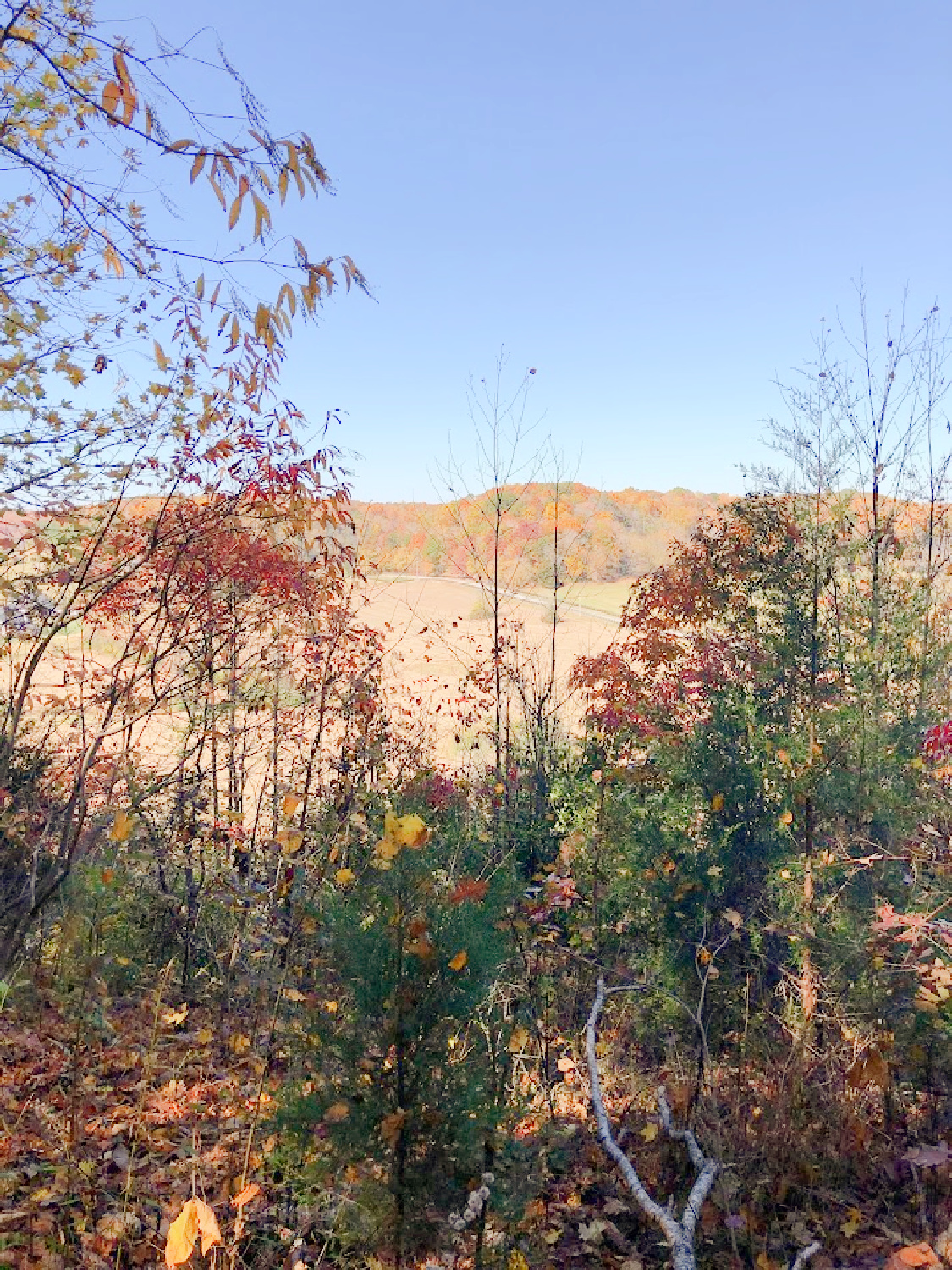 Natchez Trace National Scenic Trail in autumn - Hello Lovely Studio. #natcheztrace #williamsoncounty #autumnhike