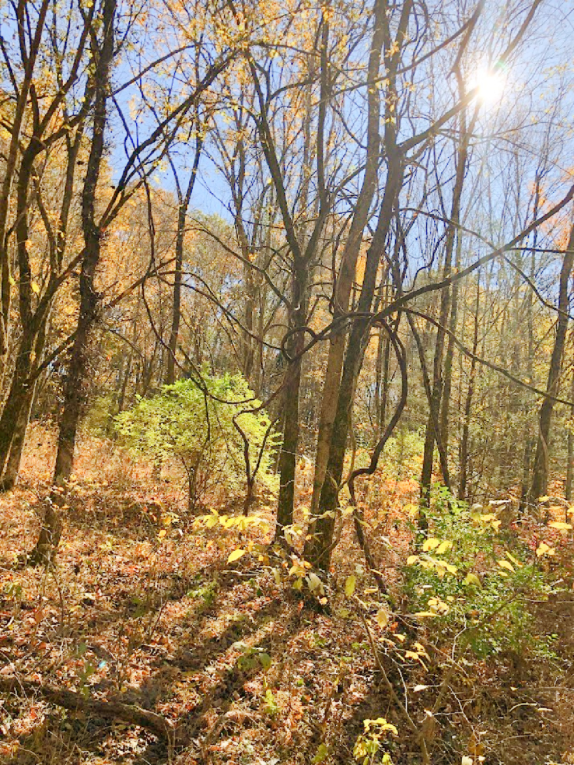 Natchez Trace National Scenic Trail in autumn - Hello Lovely Studio. #natcheztrace #williamsoncounty #autumnhike