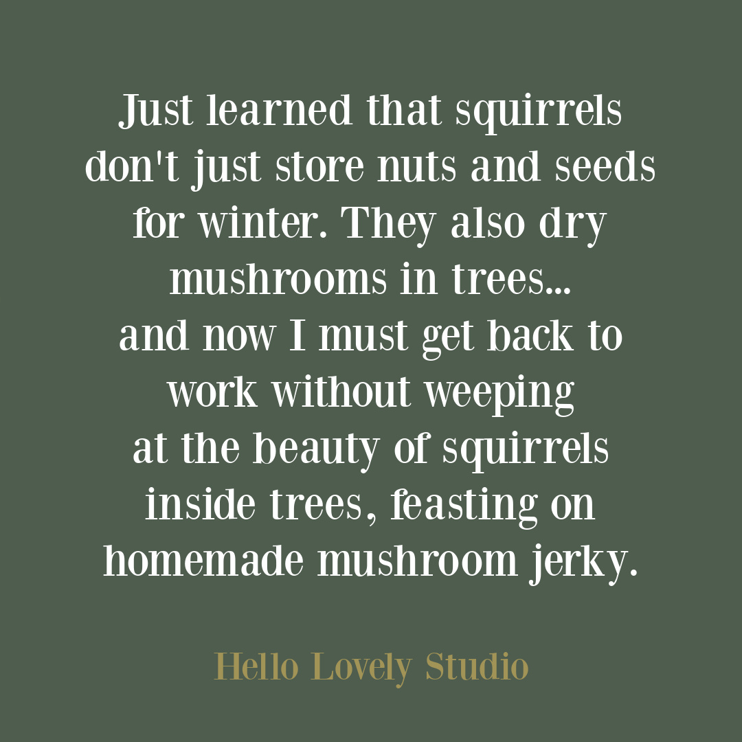 Heartwarming winter quote about squirrels and mushroom jerky on Hello Lovely Studio. #winterquotes #squirrelquote #animalquotes