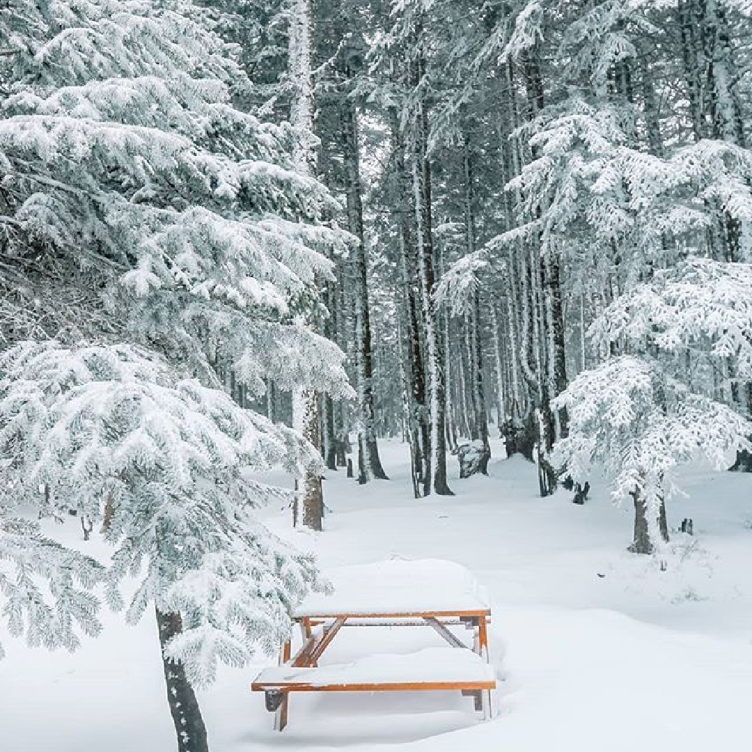 Winter forest covered in snow with picnic bench. #cozywinter #cozychristmas #wintervibes