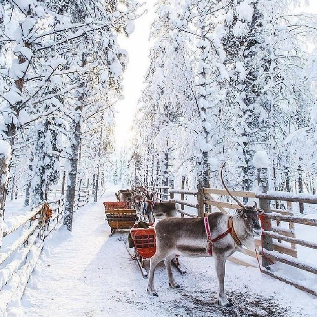 Beautiful reindeer with sleigh on country path in snowy woods - via Farmhouse Touches. #cozychristmas #snowywoods #reindeer