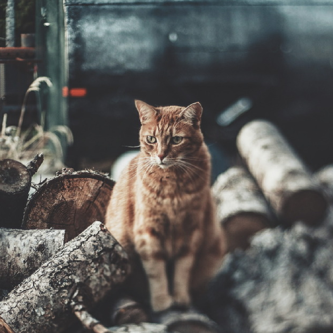 Beautiful image of tabby cat on firewood by @ikwt. #christmascozy #wintercozy #christmascat #cozycat