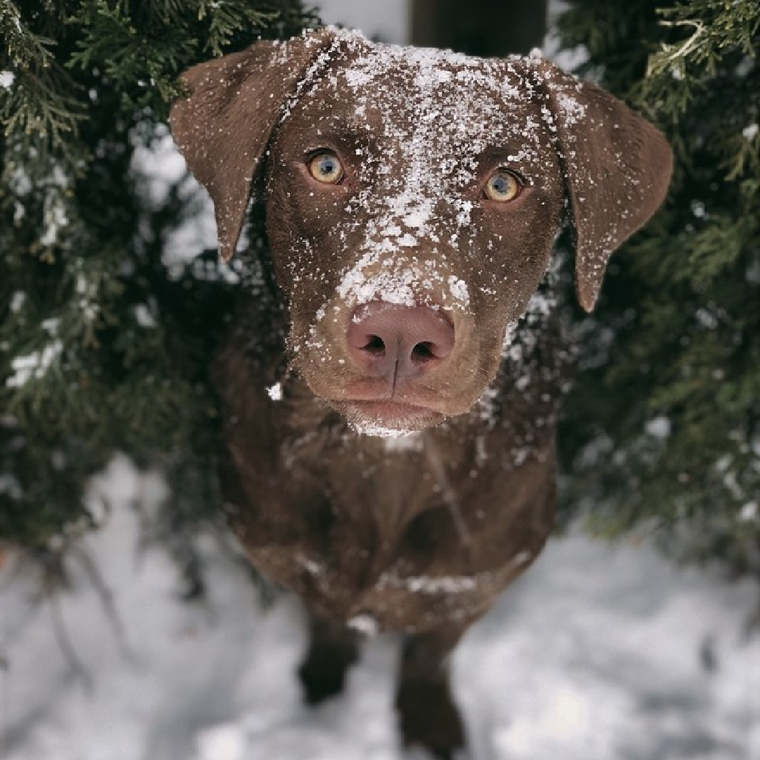 Sweet dog in the snow - @sabonhomeblog. #cozywinter #winterdogs