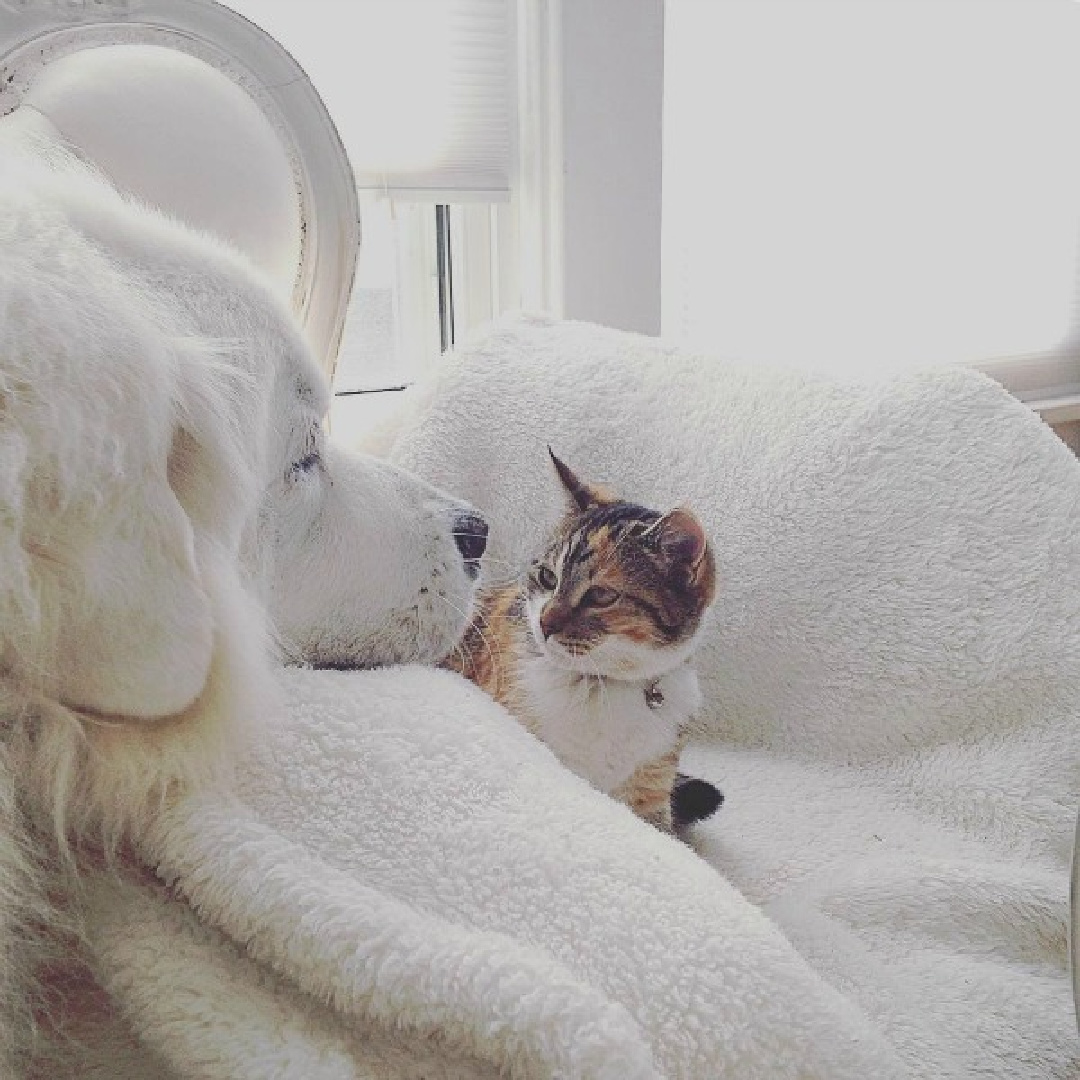Great Pyrenees and kitten are companions in a white Nordic French cottage - My Petite Maison. #greatpyrenees #dogandcatfriendship