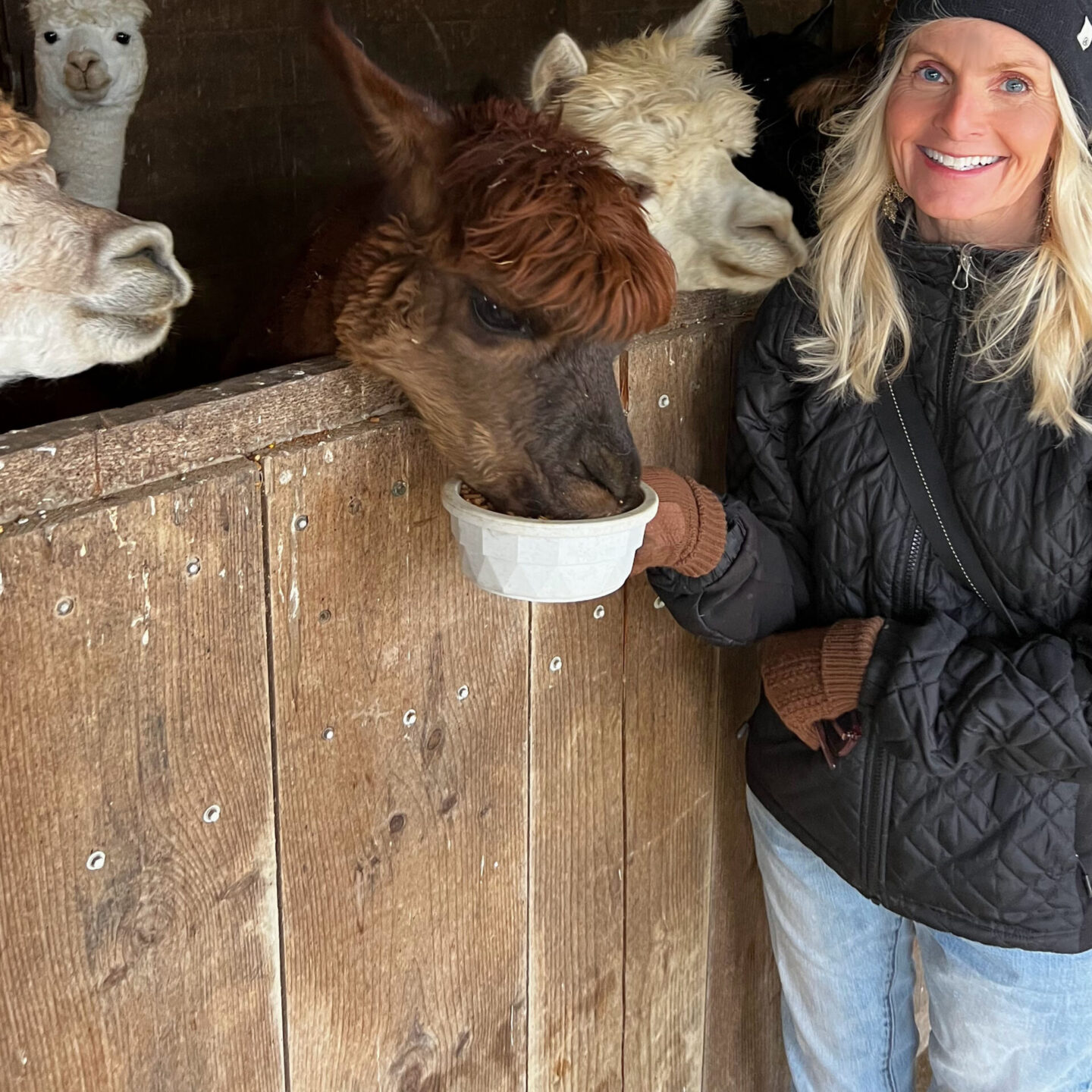 Snacks for the alpacas on the farm - Hello Lovely Studio. #alpacafarm