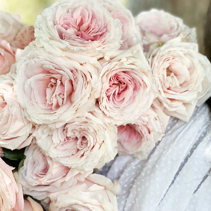 Blush garden roses from Grace Rose Farm. #heirloomroses #blushroses