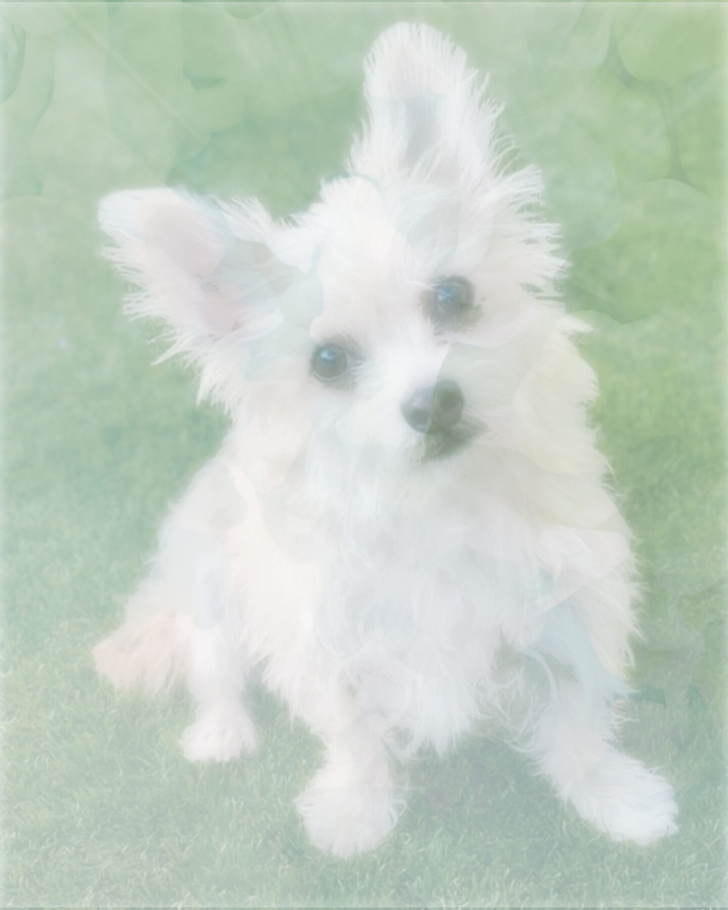 Digital watercolor of Yorkie mix I made - Hello Lovely Studio.