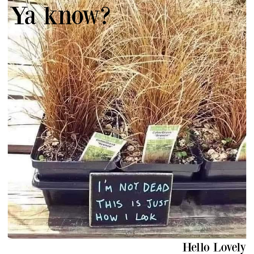 Funny meme with dried out plants "I'm not dead. This is just how I look" on Hello Lovely Studio. #agingmemes #beautymemes #menopausememes