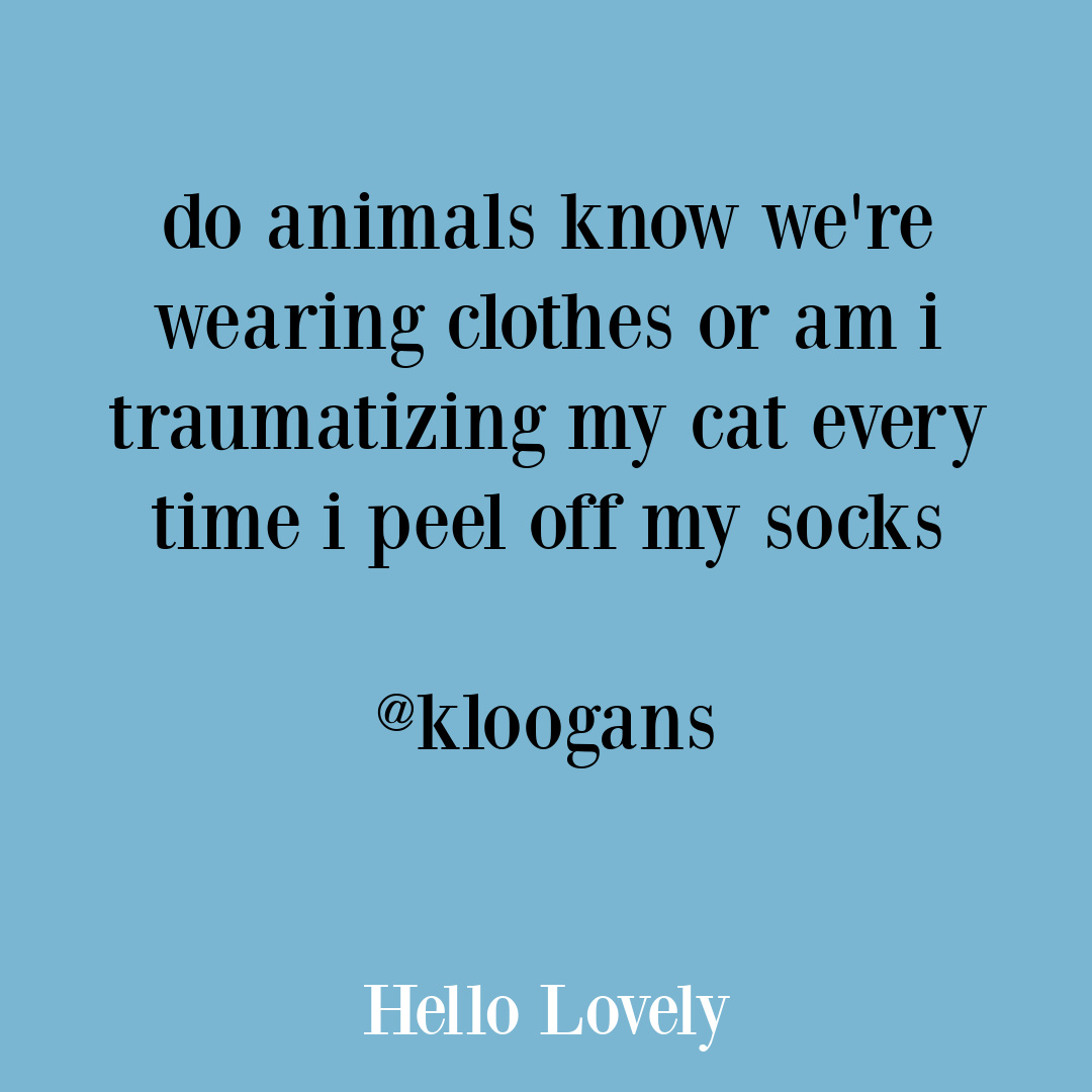 Funny pet tweet on Hello Lovely Studio. #pethumor