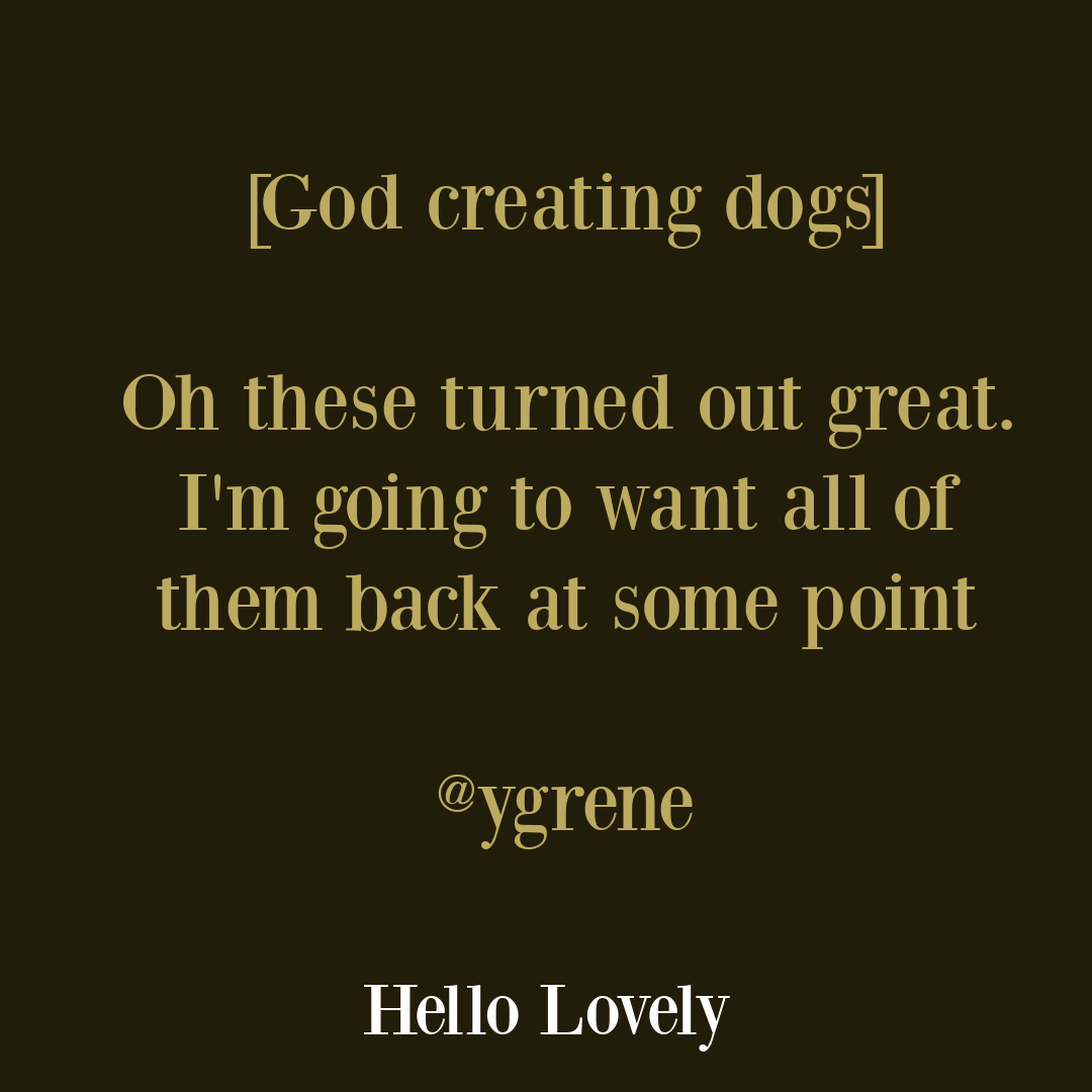 Funny dog tweet on Hello Lovely Studio. #doghumor #petquotes