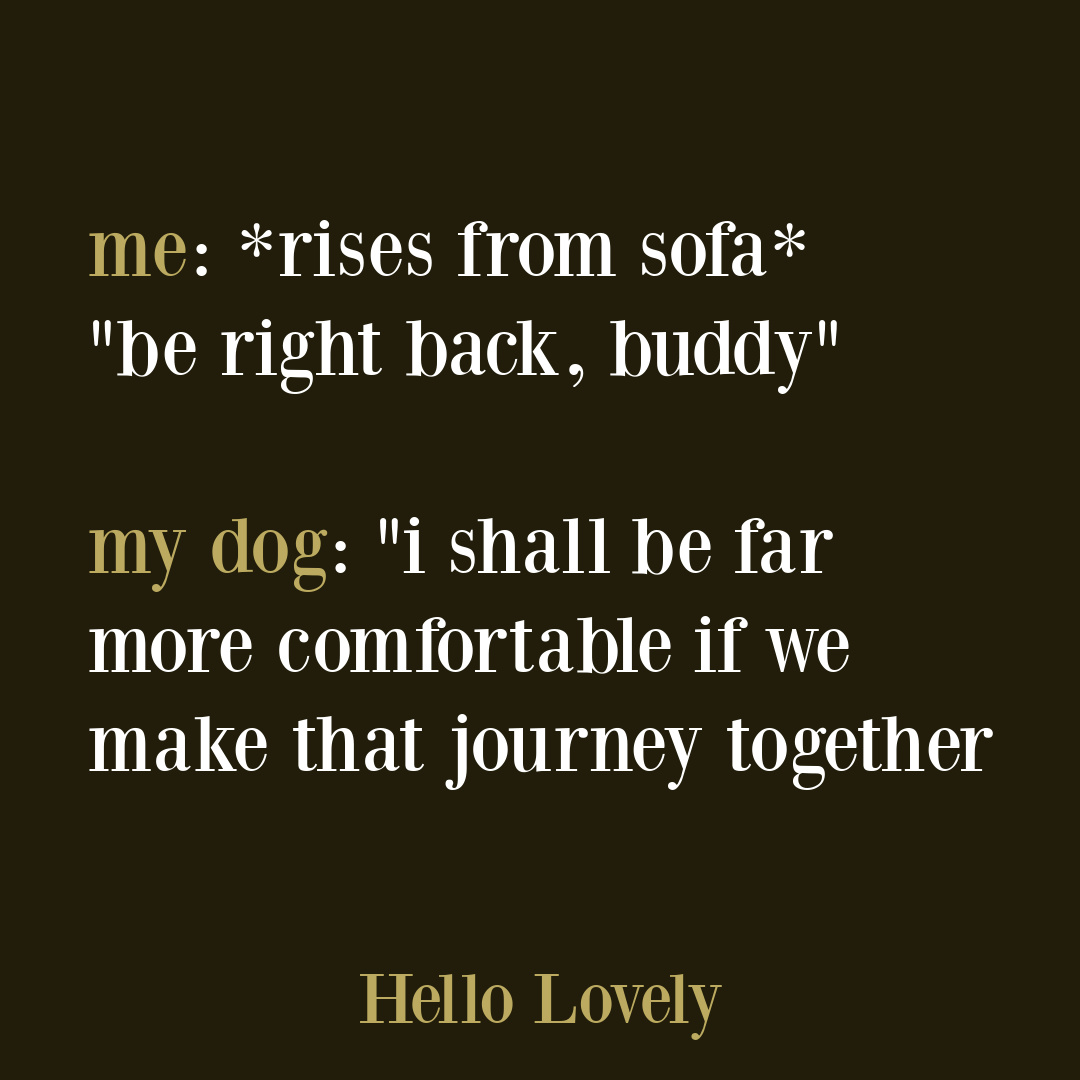 Funny pet quote about dog on Hello Lovely Studio. #doghumor #dogquotes