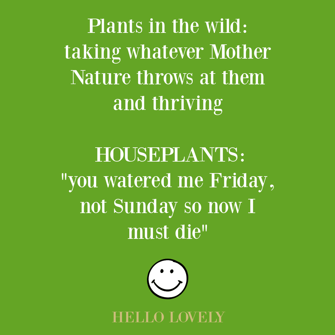 Silly quote about plans in the wild vs houseplants on Hello Lovely Studio. #funnyquotes #planthumor