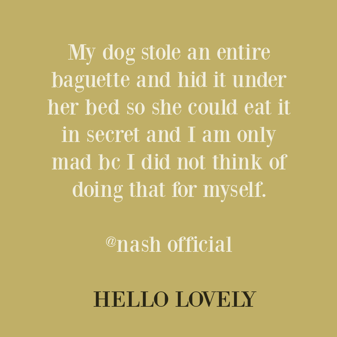 Heart-full tweet and silly quote about dog with baguette from @nash official on Hello Lovely Studio.