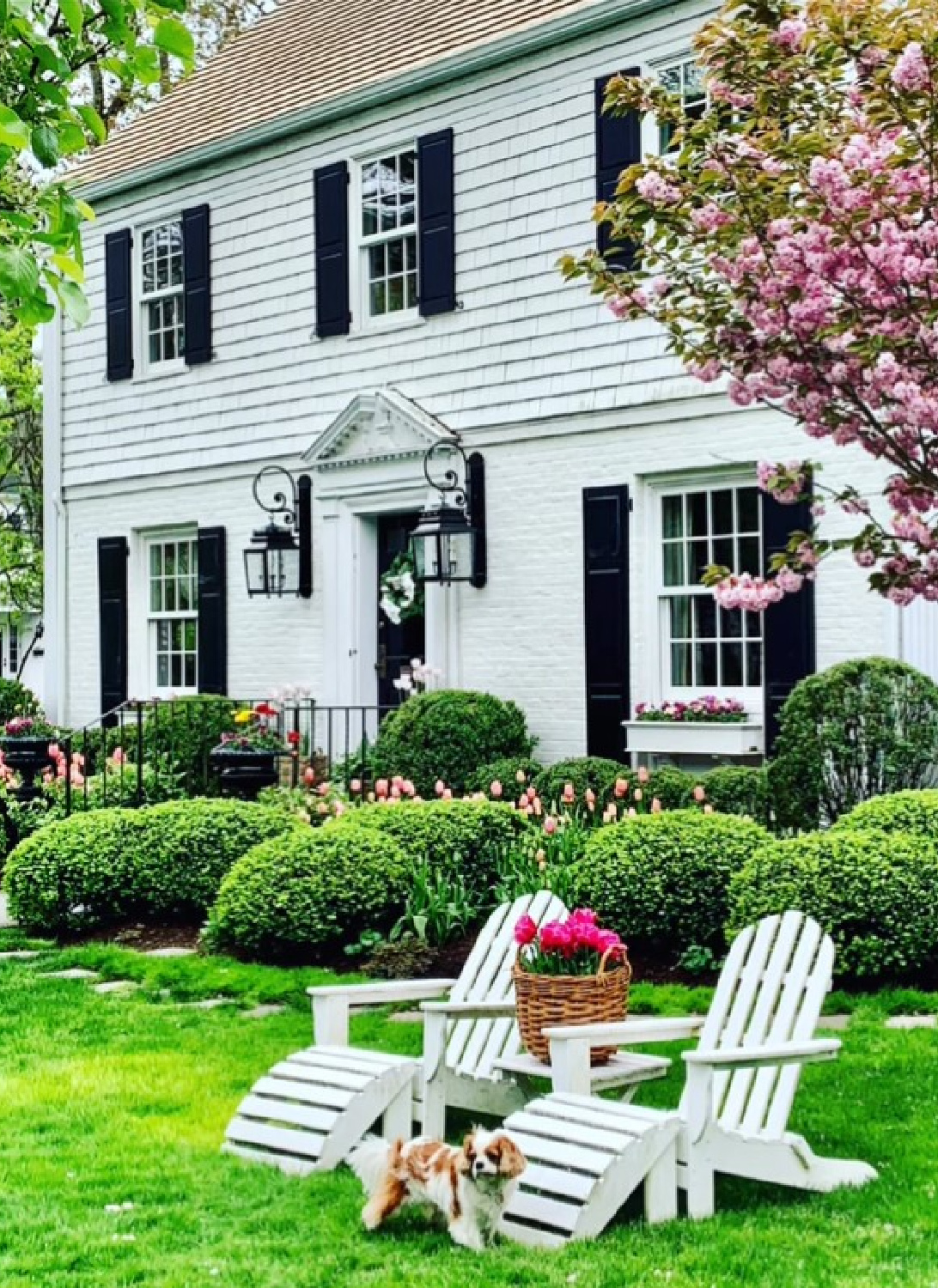 BM White Dove on white house exterior with black shutters and Adirondack chairs in yard - @theprettypinktullips. #bmwhitedove