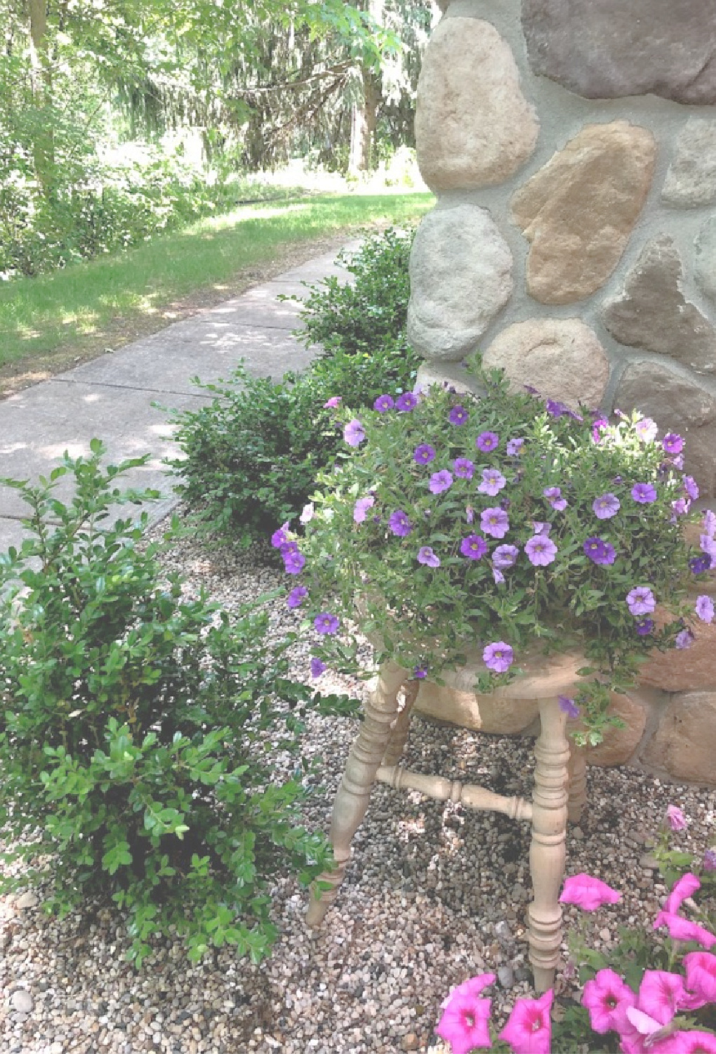Purple and pink blooming in my French country courtyard with rustic farm stool and pea gravel - Hello Lovely Studio.