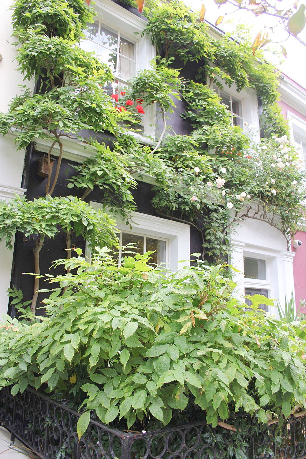 Sophisticated dark gray door with white trim on ivy covered row house in Notting Hill. Come explore paint colors for your front door. #frontdoorcolors #paintcolors #curbappeal