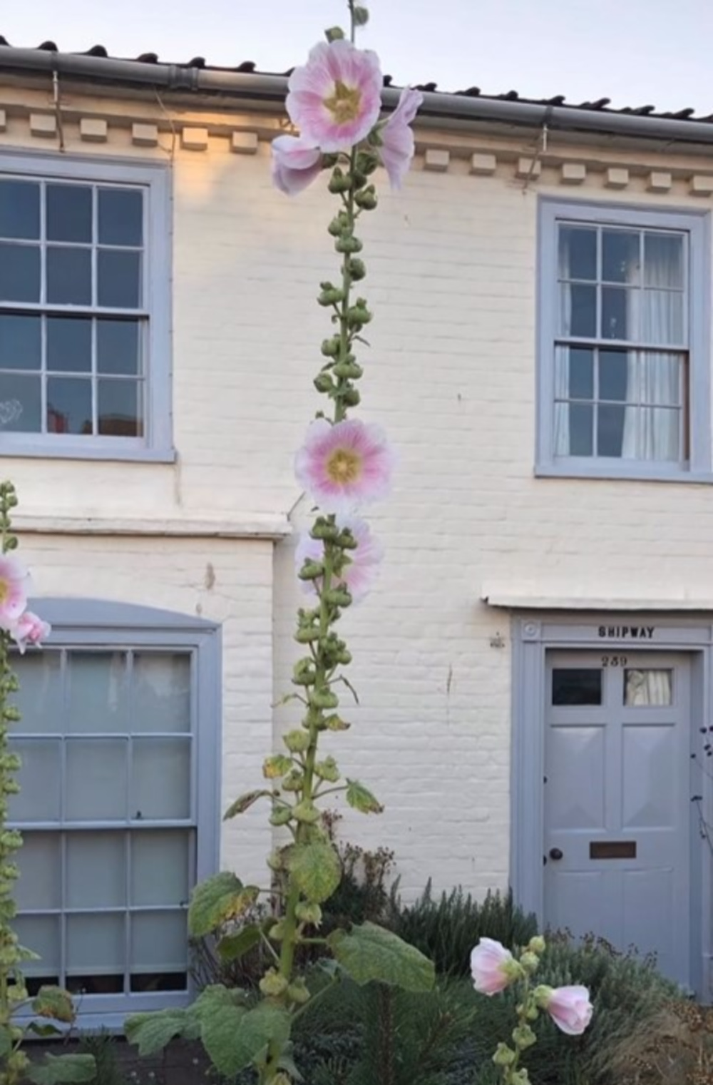 Beautiful blue grey painted trim and door on a white painted brick English country house - Rachel Ashwell Shabby Chic. #englishcountrygarden #englishcountryhouse