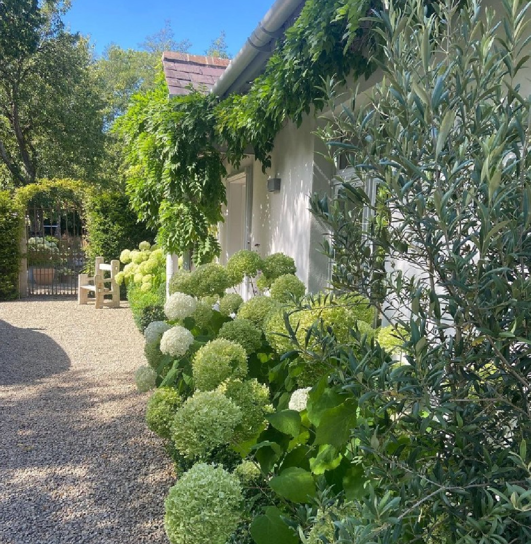 @minniepeters design - Charming exterior of a country farmhouse with pea gravel and hydrangea. #frenchfarmhouse #europeancountry