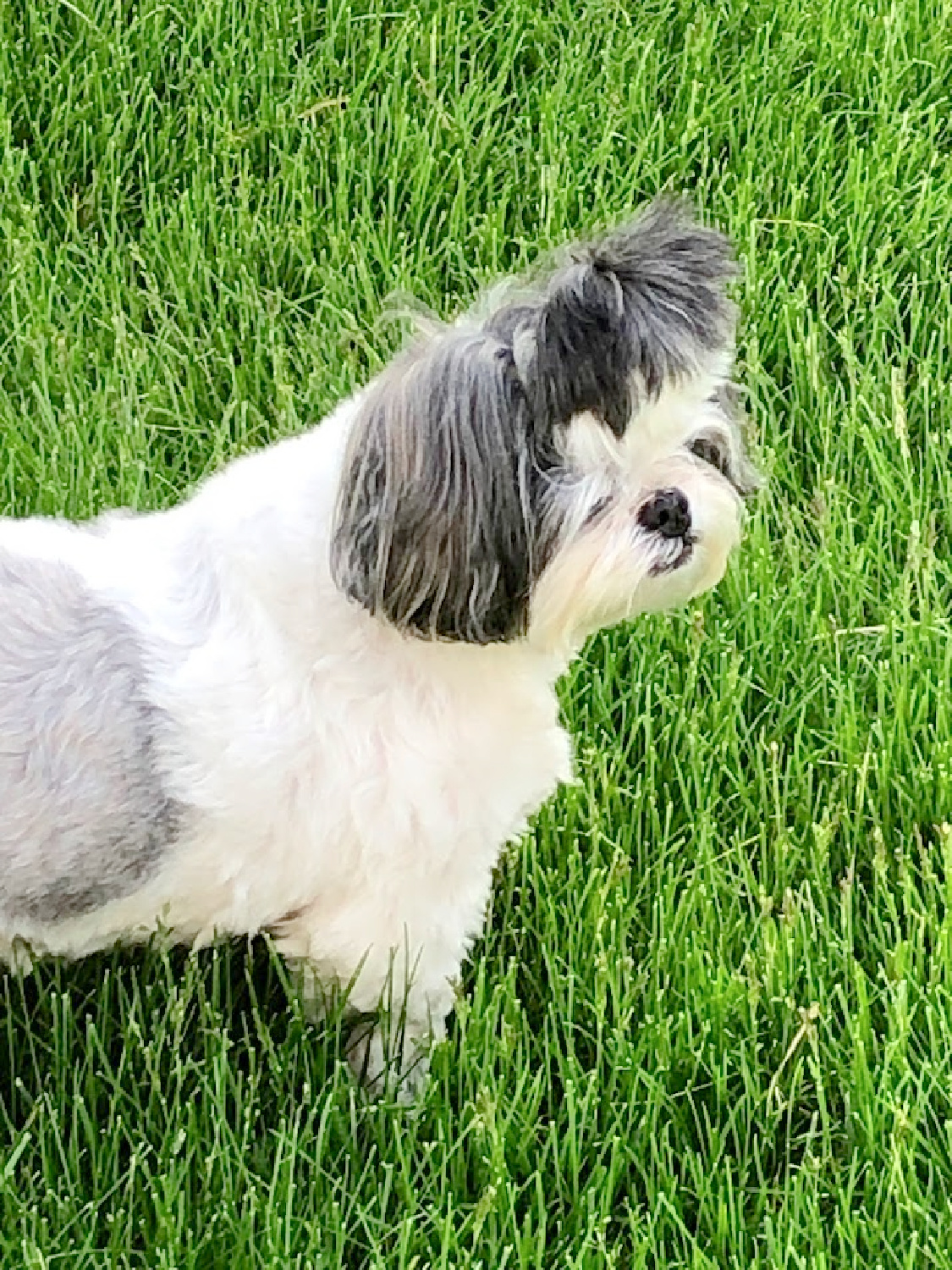 Shih tzu in my front yard at the Georgian - Hello Lovely Studio.