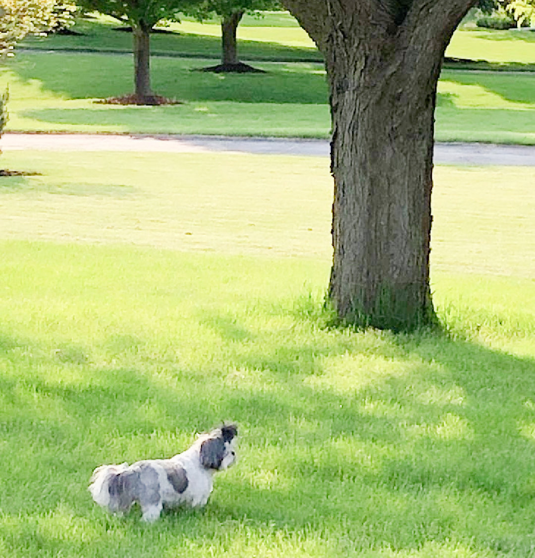 Shih tzu in my front yard - early summer at the Georgian - Hello Lovely Studio.