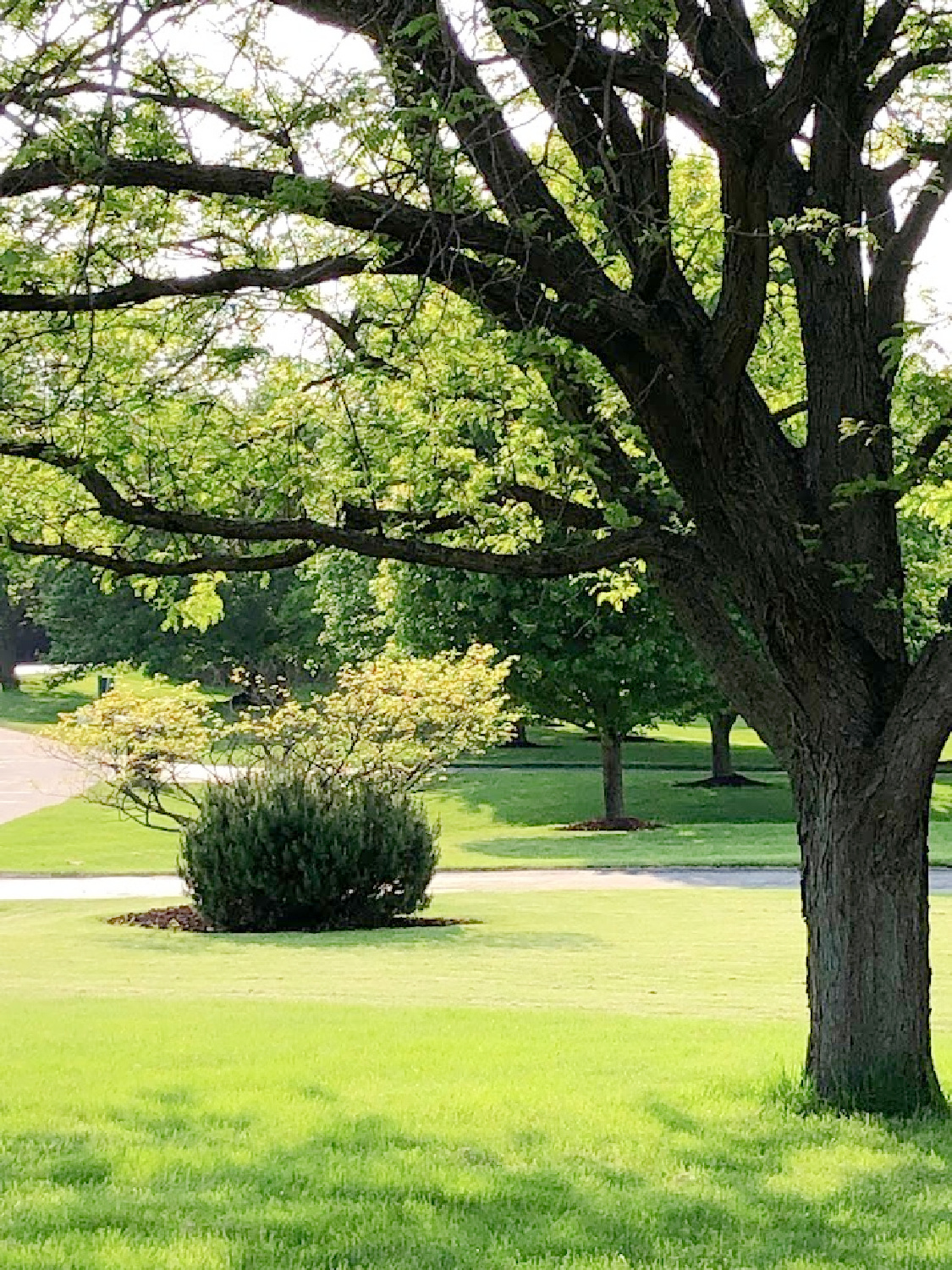 Front yard in early summer at the Georgian - Hello Lovely Studio.