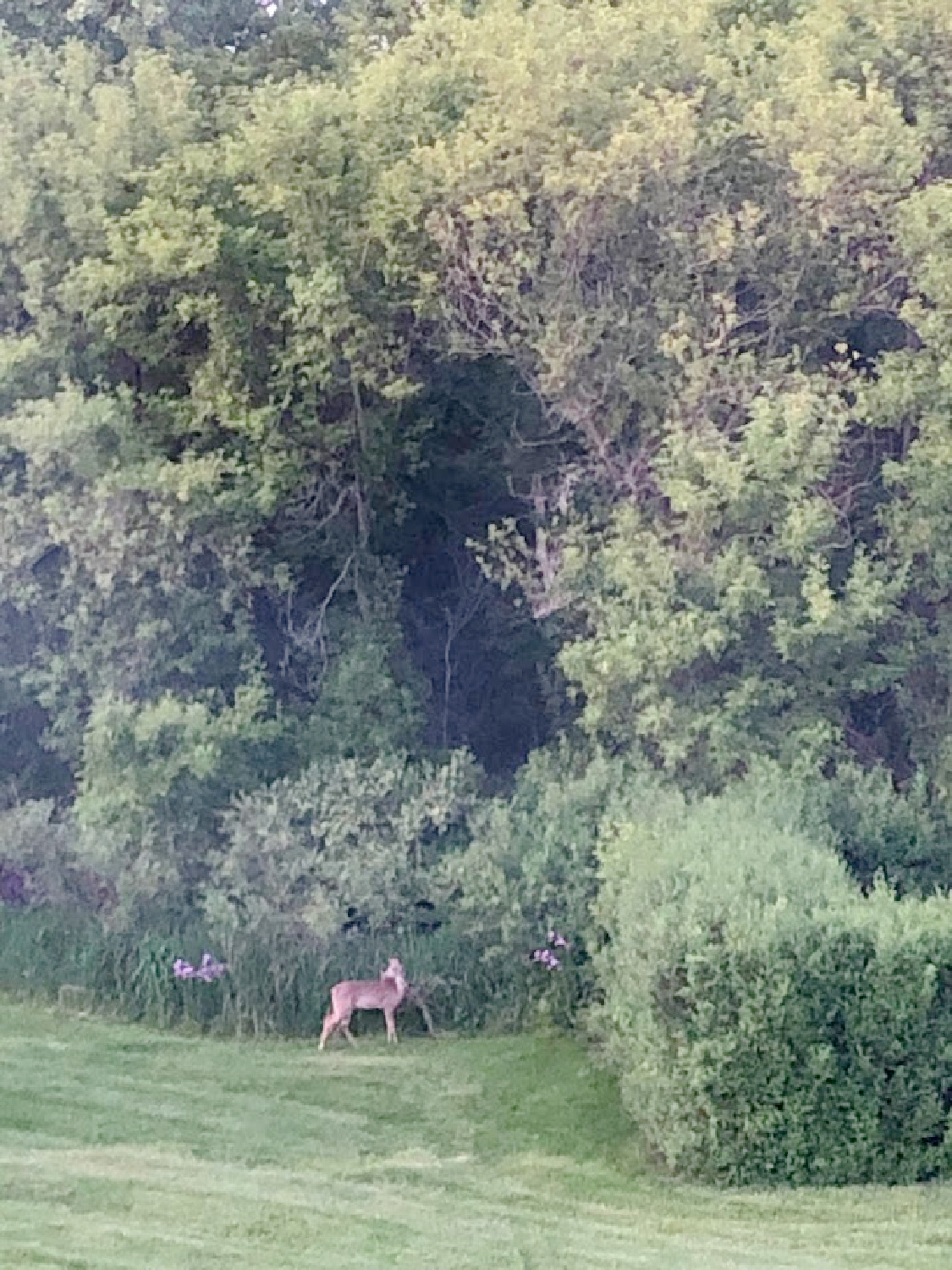 Deer in my backyard - Hello Lovey Studio.